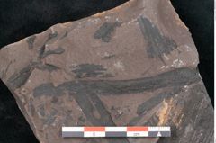 Foto (Detailansicht) von Neuropteris sp.  (NHMW-GEO-2024-0188-10712)